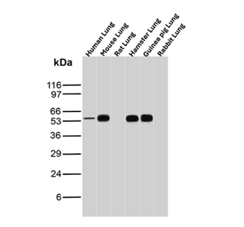 ERG Antibody