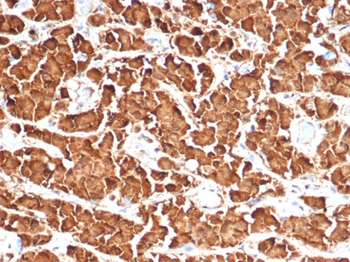 GH1 Antibody