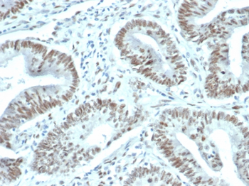 FOXP1 Antibody