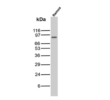 FOXP1 Antibody