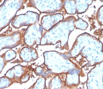 CD274 Antibody