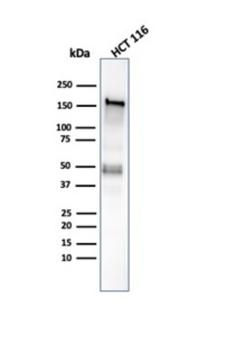 MSH6 Antibody