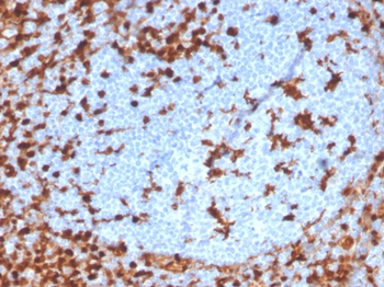ANXA1 Antibody