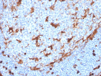 ANXA1 Antibody