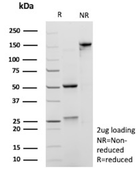ANXA1 Antibody