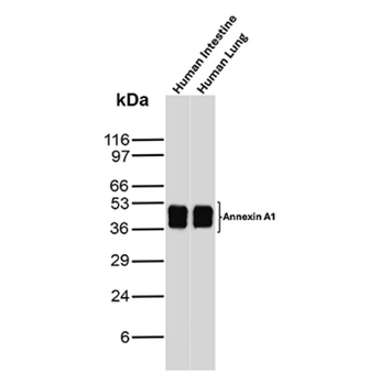 ANXA1 Antibody