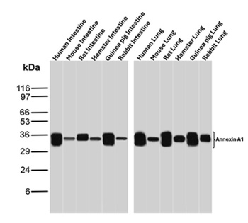 ANXA1 Antibody