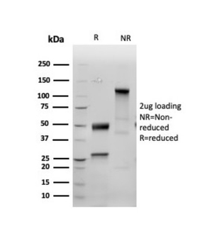 INHA Antibody