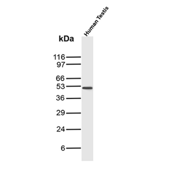 INHA Antibody