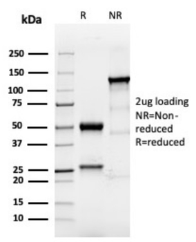 TACSTD2 Antibody