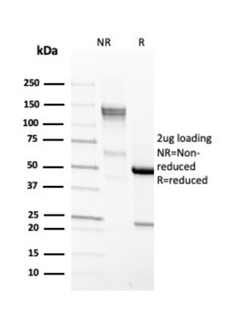 EPCAM Antibody