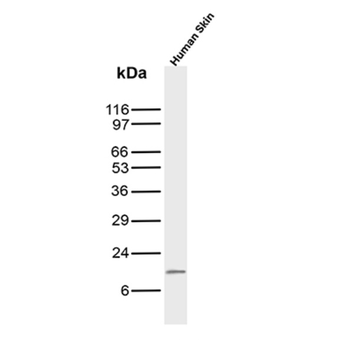 SCGB2A2 Antibody