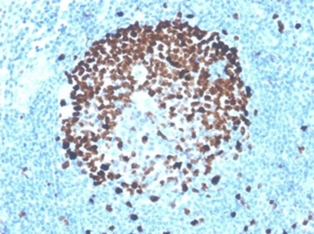 MKI67 Antibody