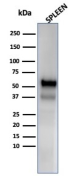 MPO Antibody