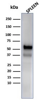 MPO Antibody