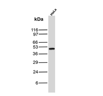 MYOD1 Antibody
