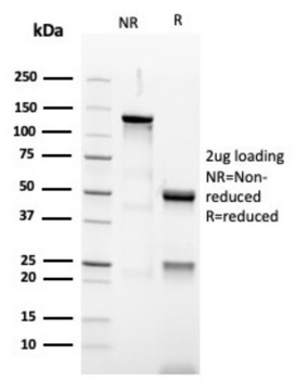 PAX5 Antibody
