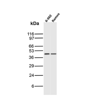 PAX5 Antibody