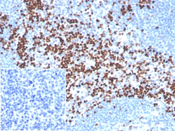 LEF1 Antibody