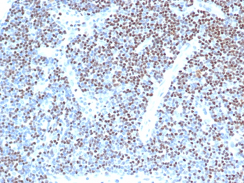 LEF1 Antibody