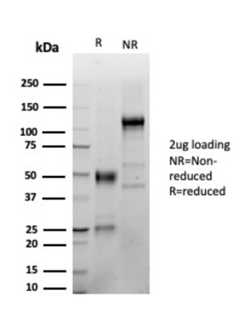 LEF1 Antibody
