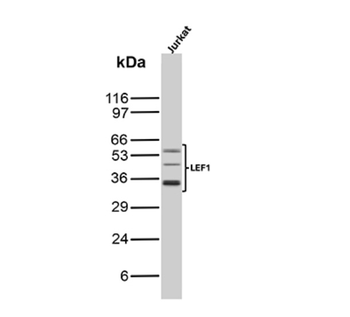 LEF1 Antibody