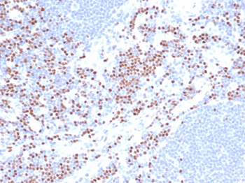 LEF1 Antibody