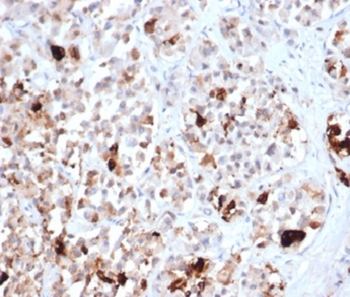 PRL Antibody