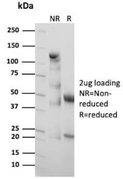 PRL Antibody