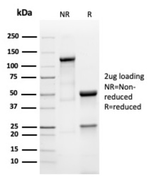 PRL Antibody