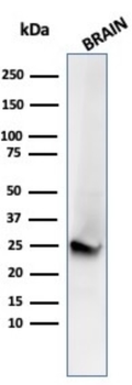 UCHL1 Antibody