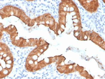 VIL1 Antibody