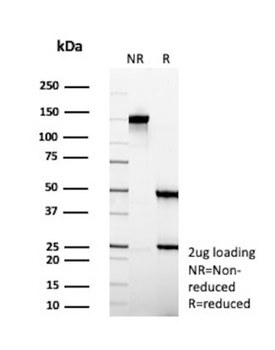 VIL1 Antibody