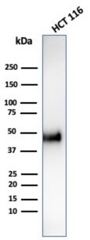 CCNE1 Antibody
