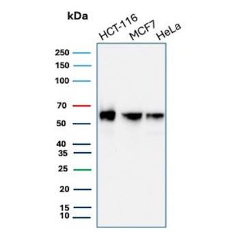 CCNE1 Antibody