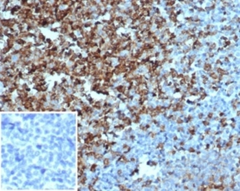 CD2 Antibody