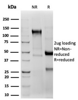 CD2 Antibody