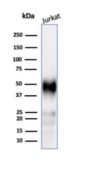 CD2 Antibody