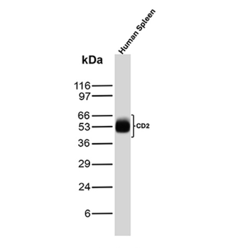 CD2 Antibody
