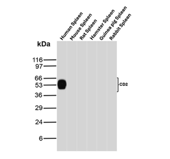 CD2 Antibody