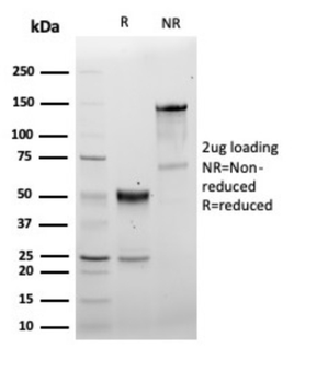 CD5 Antibody