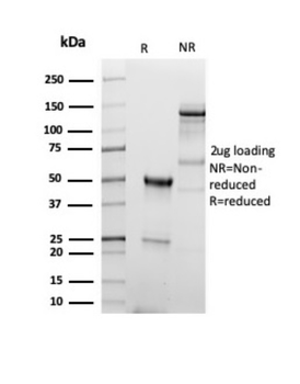CD5 Antibody