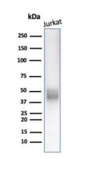 CD5 Antibody