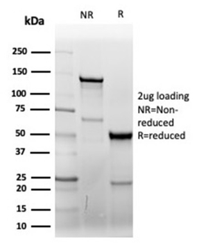 CD7 Antibody