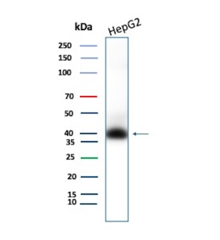 CD7 Antibody