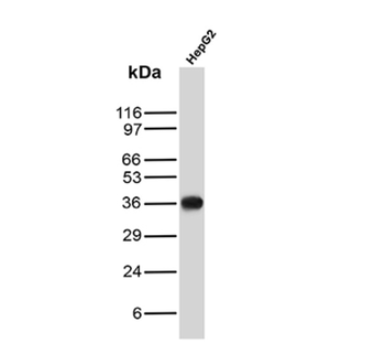 CD7 Antibody