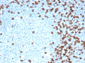 CD8A Antibody