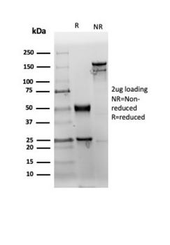 CD38 Antibody