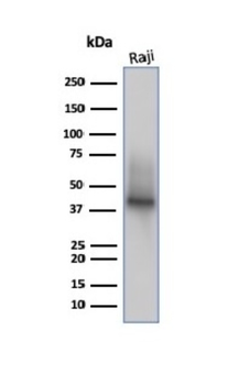 CD38 Antibody