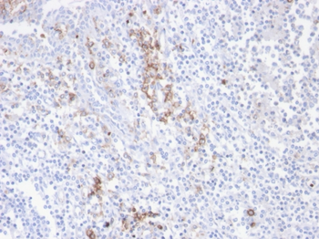 CD38 Antibody
